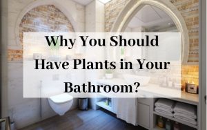 Why You Should Have Plants in Your Bathroom