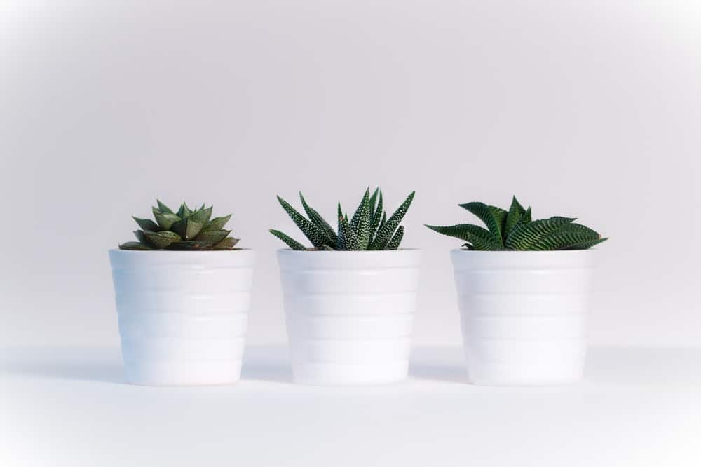 plants reduce humidity